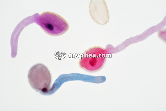 Pollen de Lys - Germination et formation du tube pollinique x100 - gryphea.com